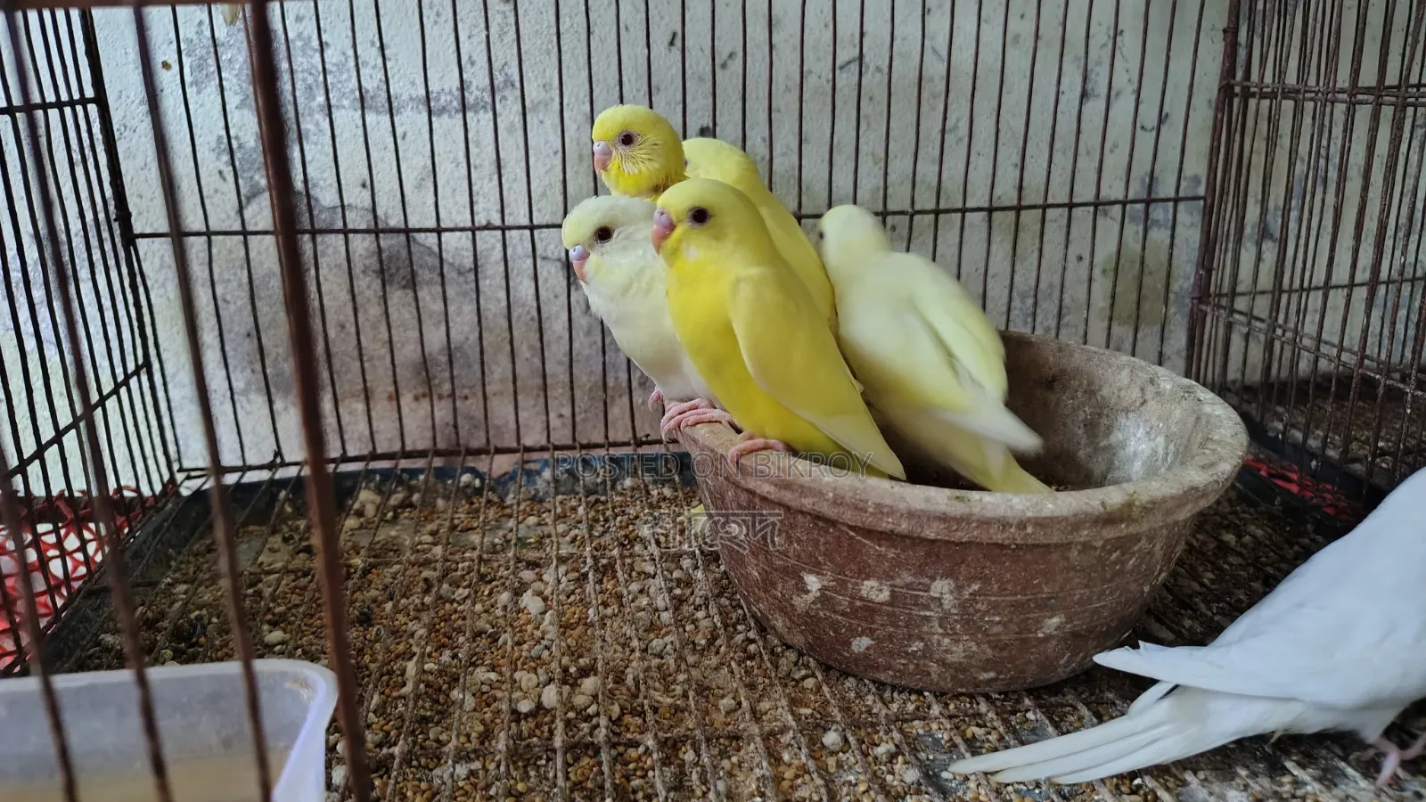Lutino Budgerigar