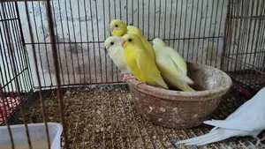 Lutino Budgerigar