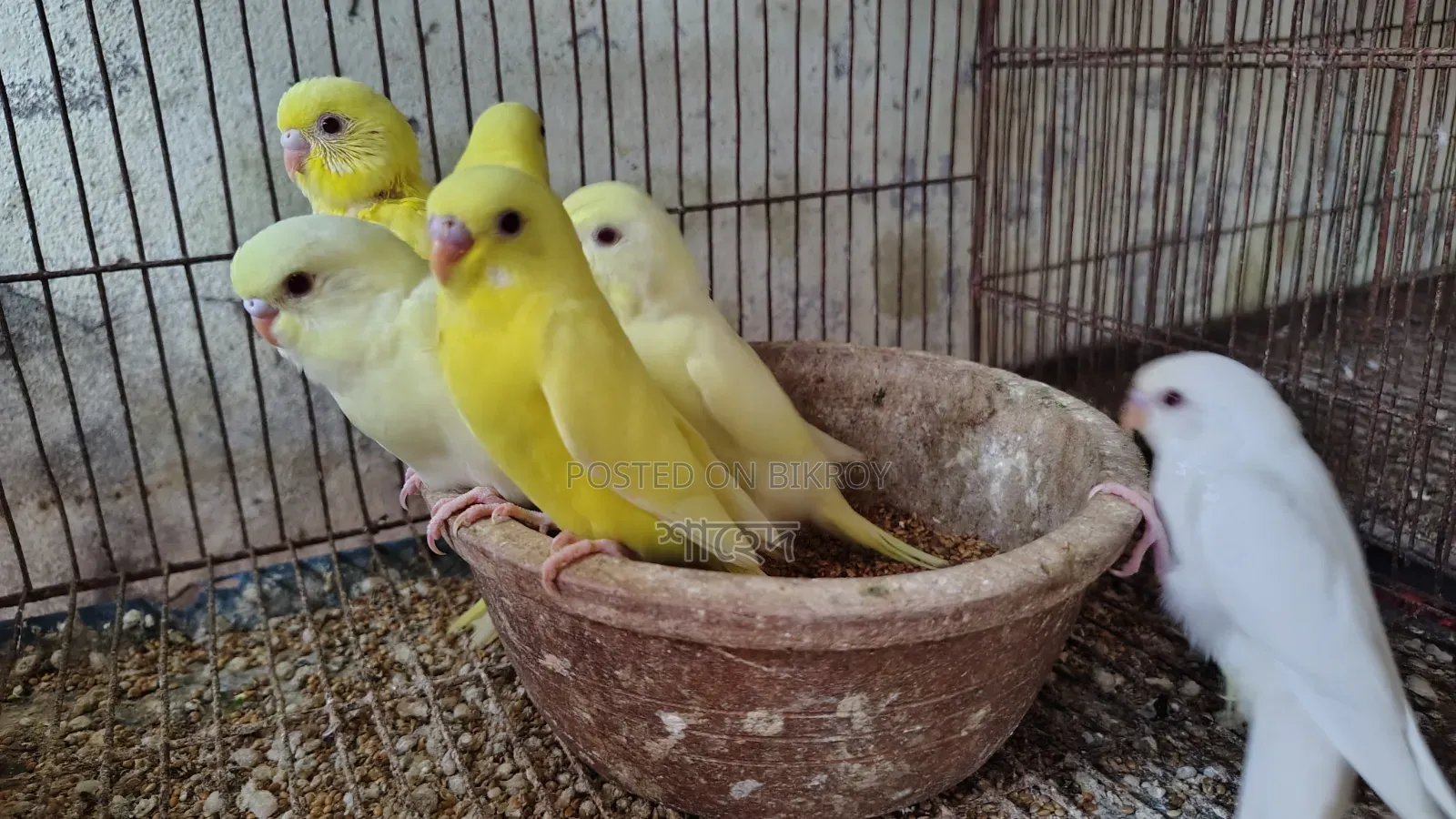 Lutino Budgerigar