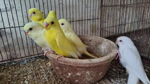Lutino Budgerigar