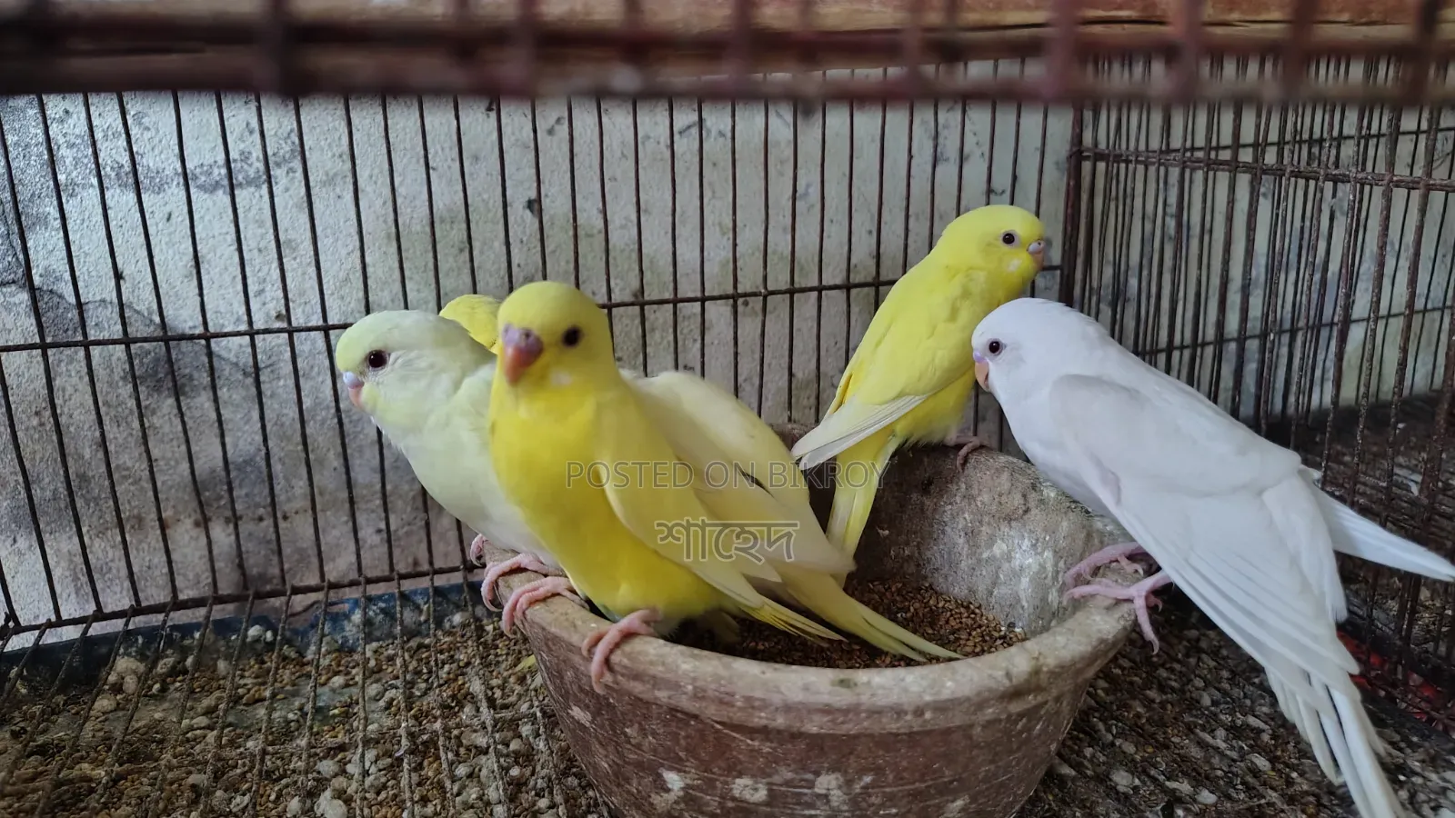 Lutino Budgerigar