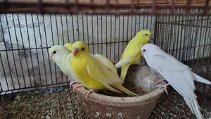 Lutino Budgerigar