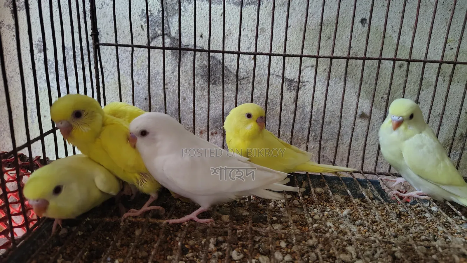 Lutino Budgerigar
