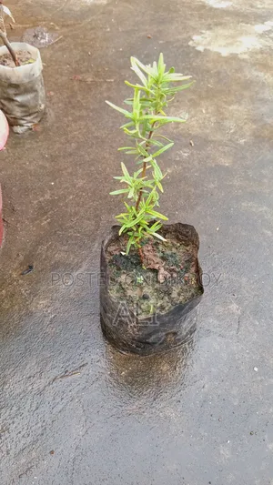 Rosemary Sapling
