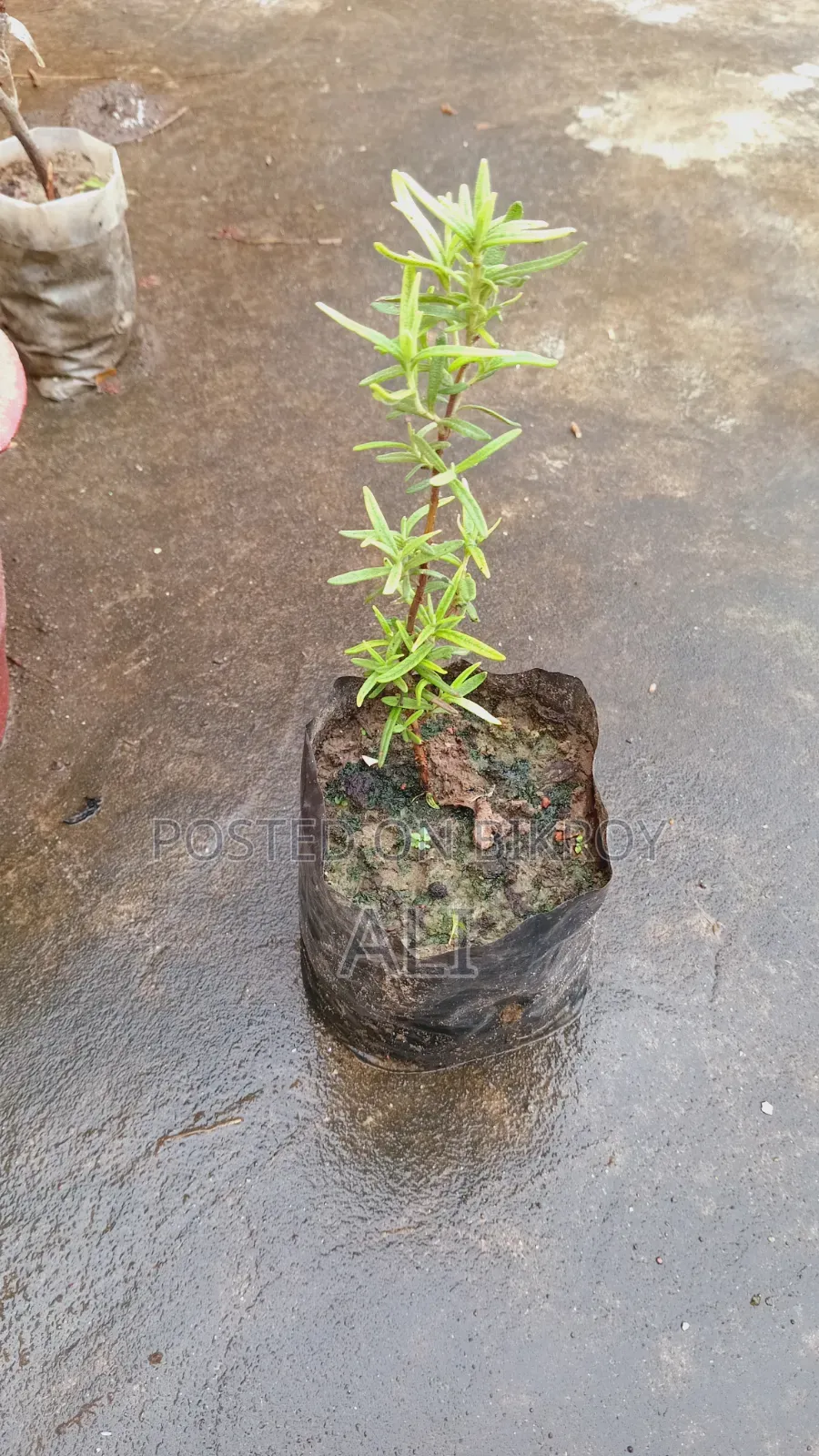 Rosemary Sapling