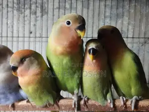 লাভ বার্ড - রোজি ফেস