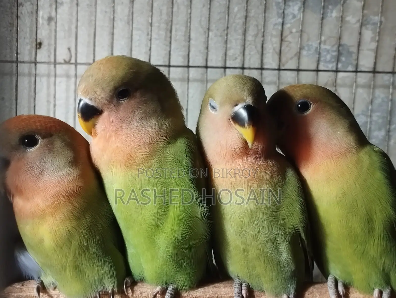 লাভ বার্ড - রোজি ফেস