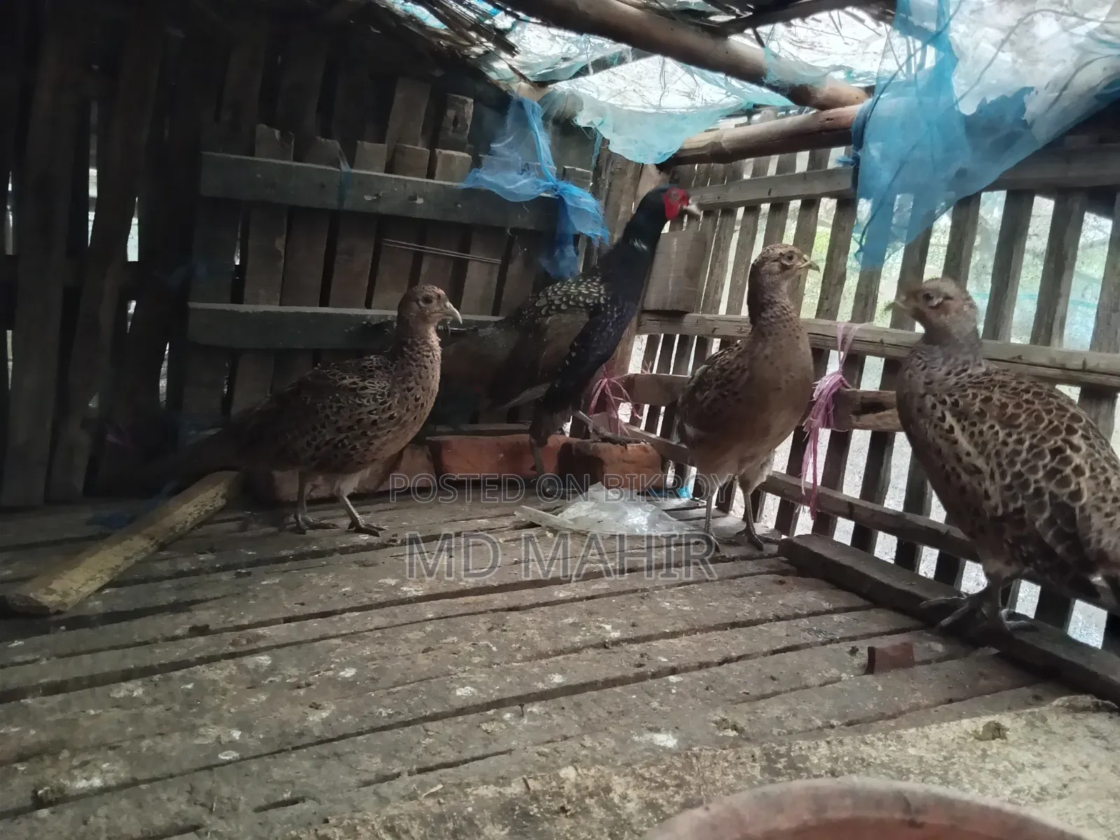 ফিসেনট ৩ ফিমেল ১ মেল বিক্রয় করা হবে