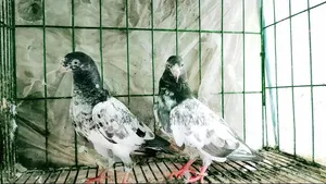 টেডি কবুতর বিক্রি