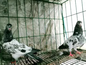 টেডি কবুতর বিক্রি
