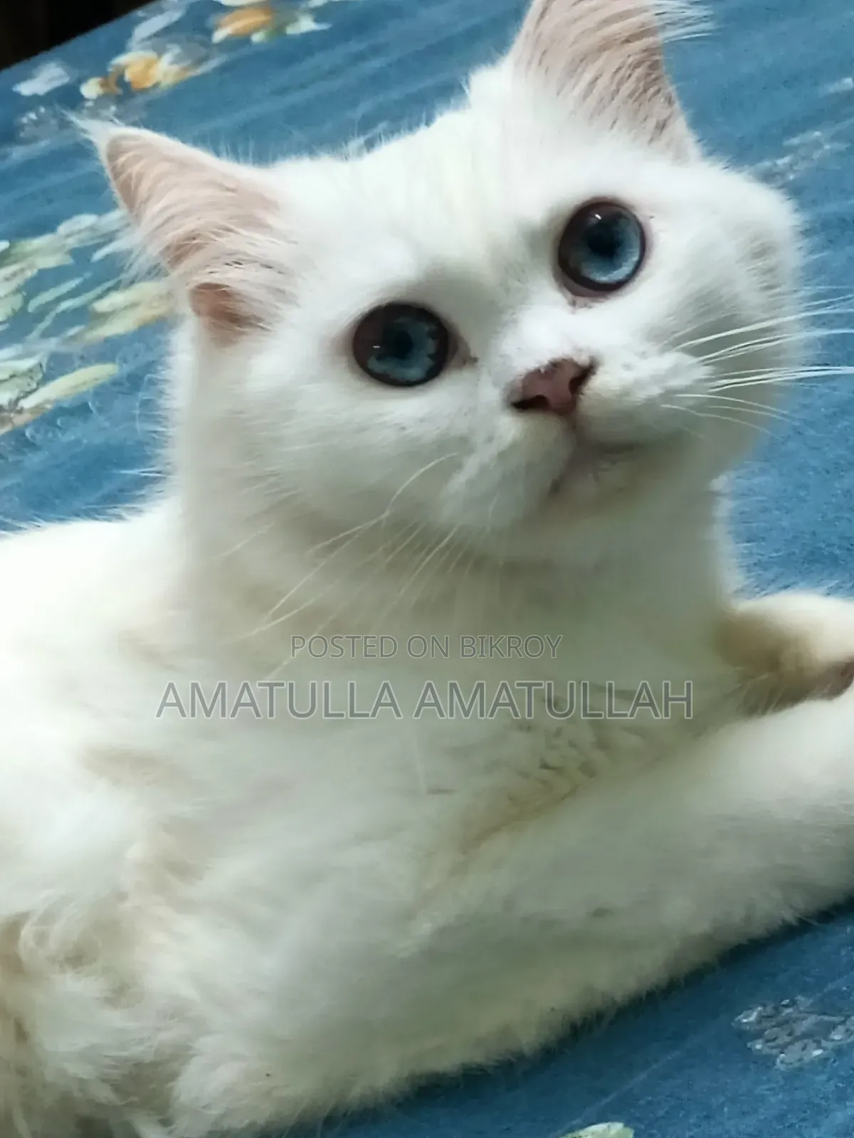 ১+ বছরের ফিমেল পিউরব্রেড পার্সিয়ান