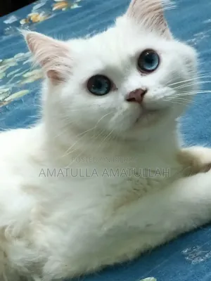 ১+ বছরের ফিমেল পিউরব্রেড পার্সিয়ান