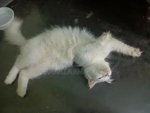 ১+ বছরের ফিমেল পিউরব্রেড পার্সিয়ান