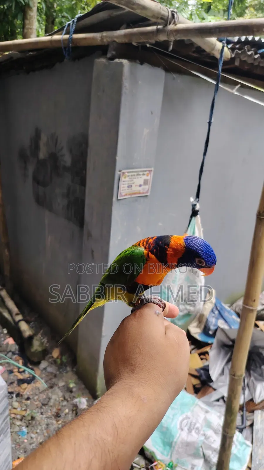 লরি বার্ড সুপার টেম