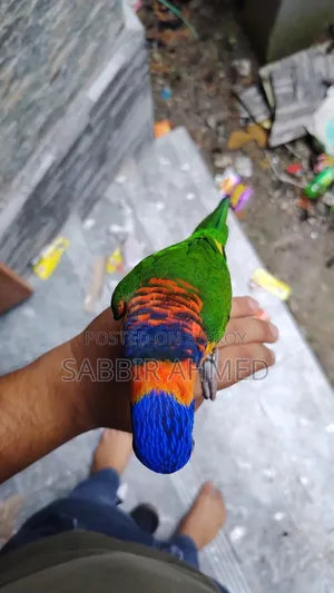 লরি বার্ড সুপার টেম