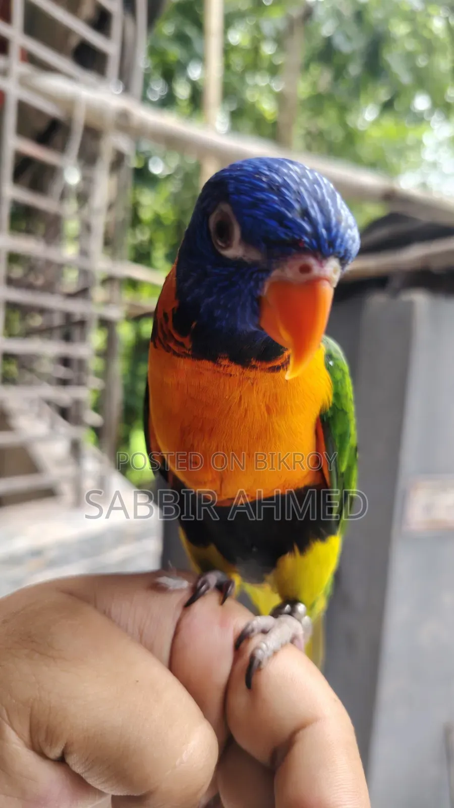 লরি বার্ড সুপার টেম