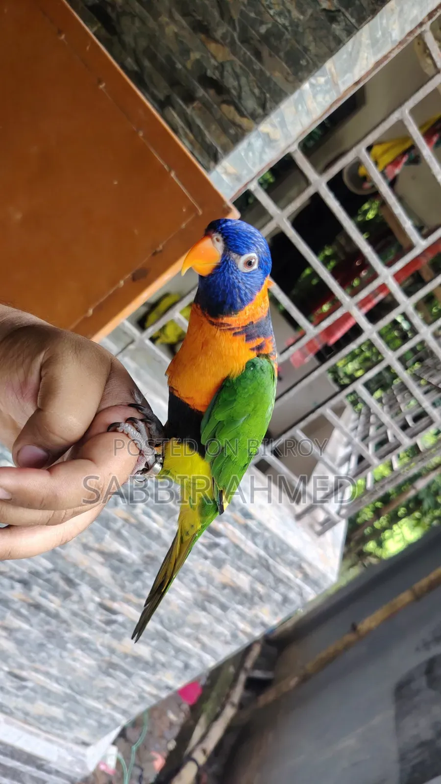 লরি বার্ড সুপার টেম