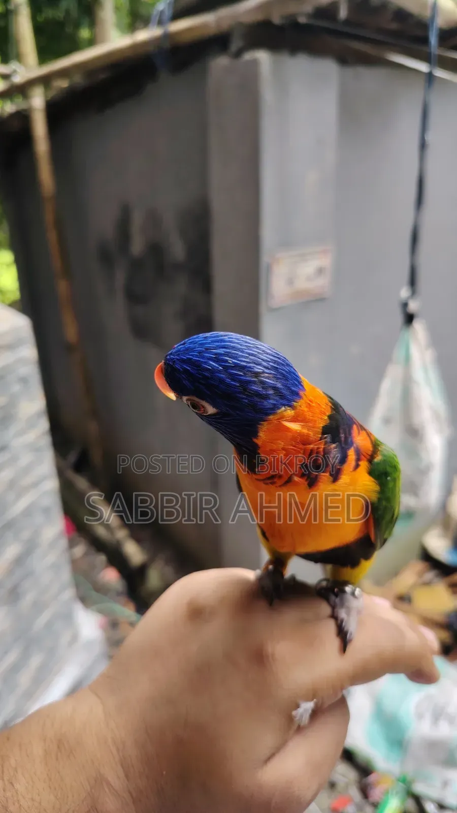 লরি বার্ড সুপার টেম