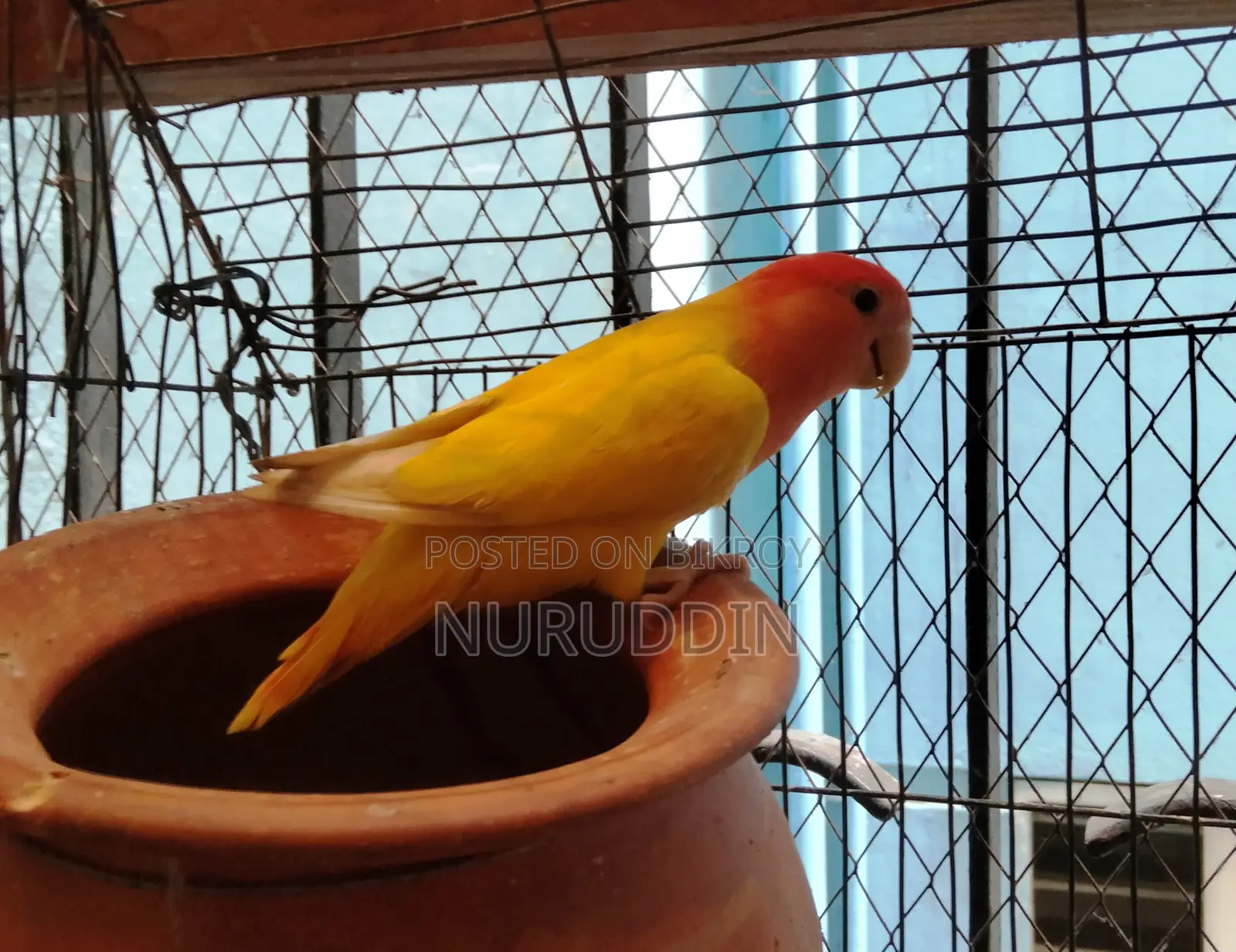 লাভ বার্ড মাস্টার পেয়ার