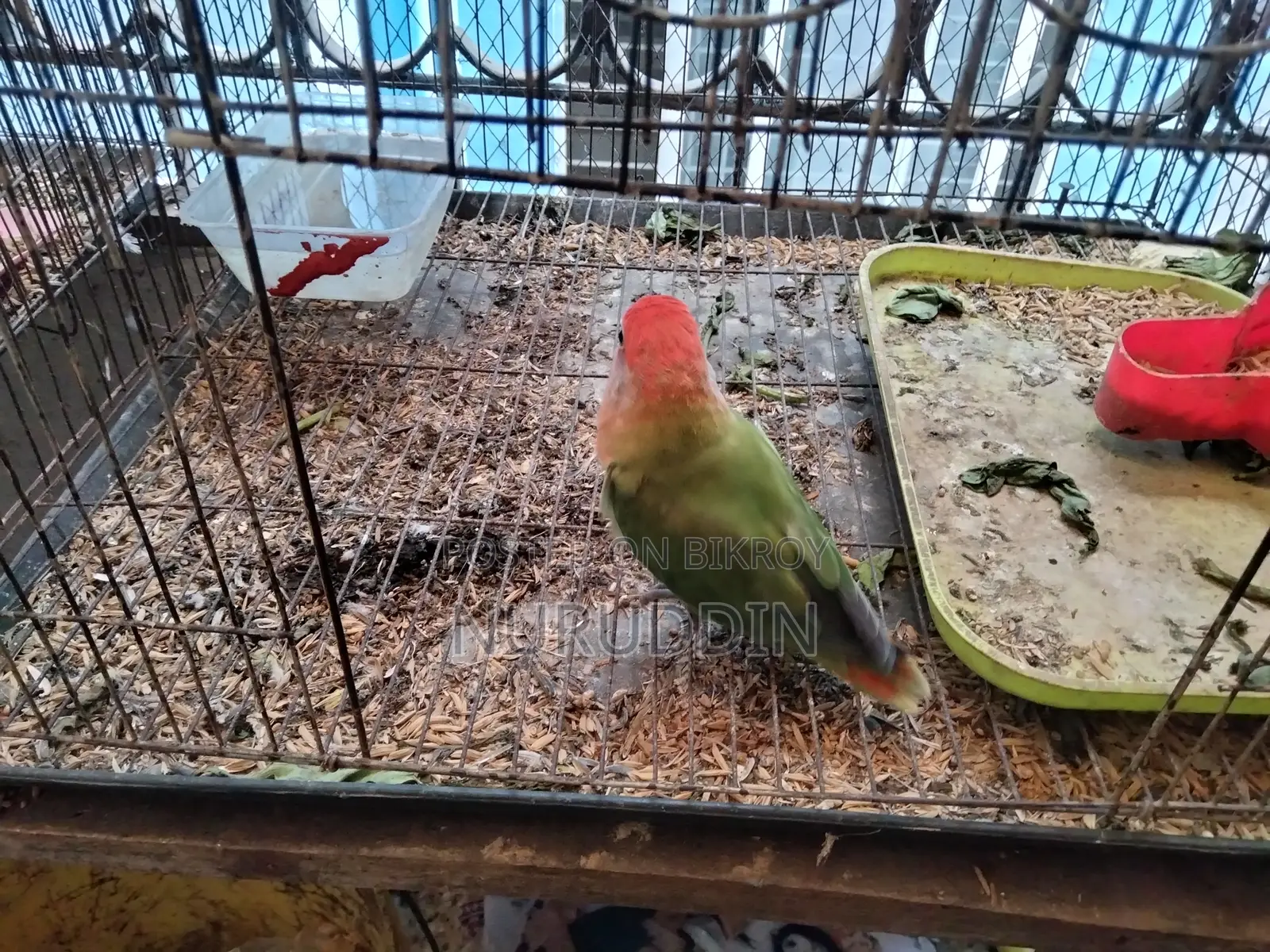 লাভ বার্ড মাস্টার পেয়ার