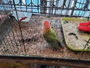 লাভ বার্ড মাস্টার পেয়ার