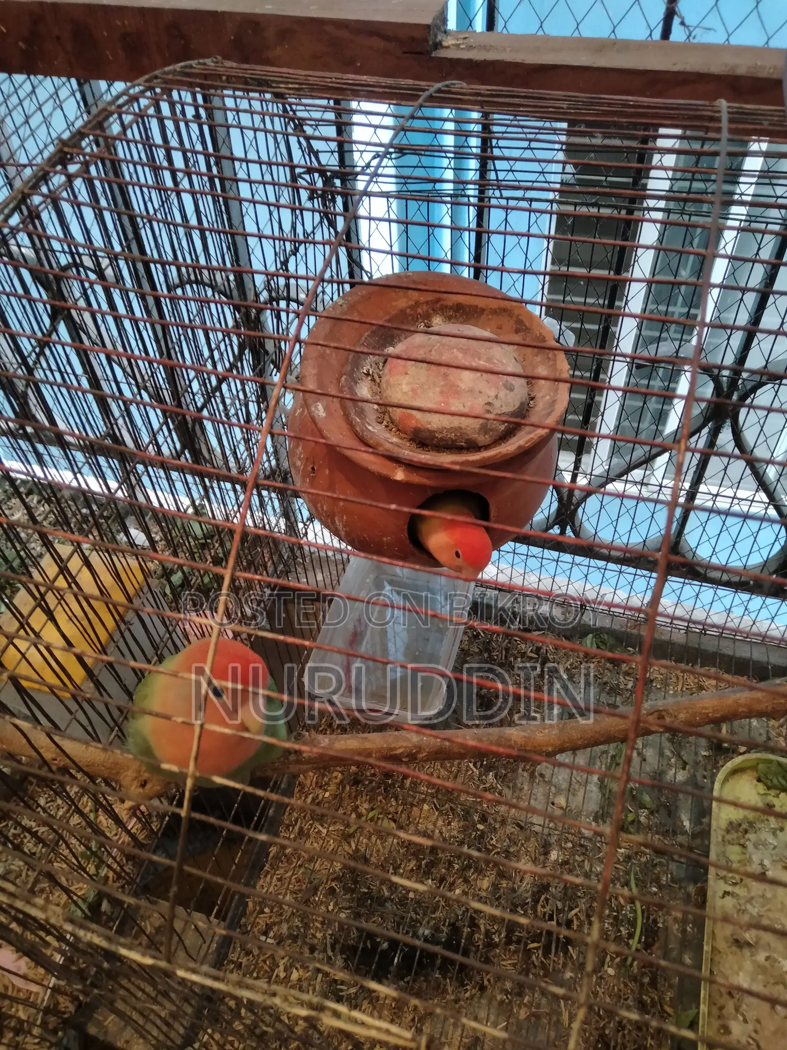 লাভ বার্ড মাস্টার পেয়ার