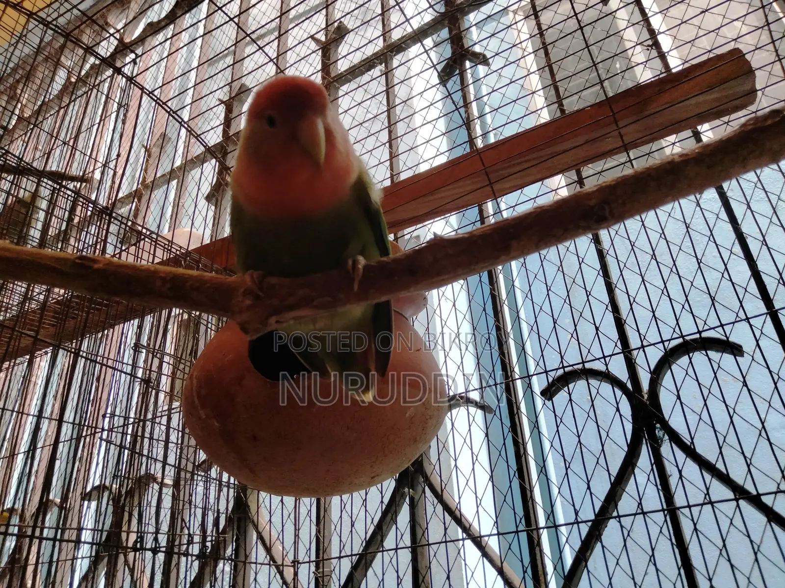 লাভ বার্ড মাস্টার পেয়ার