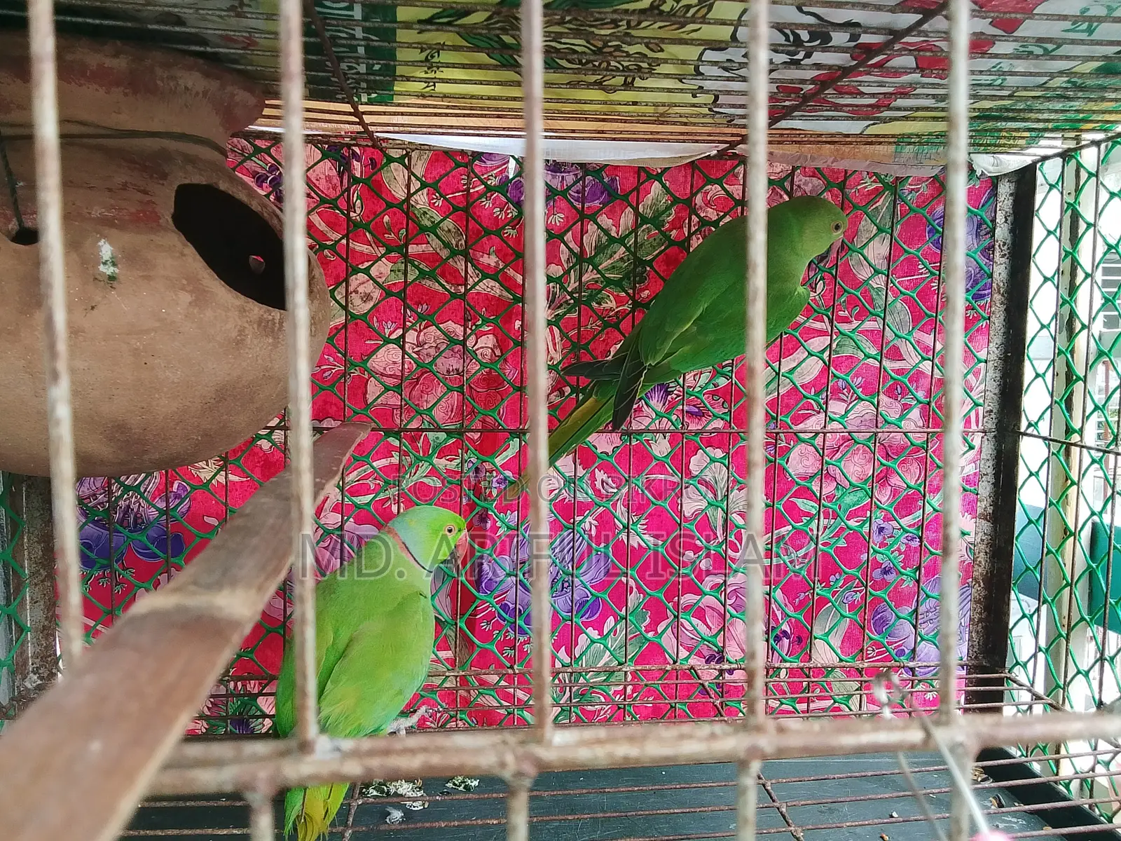 Ringneck Parrot