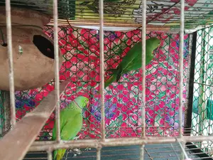 Ringneck Parrot