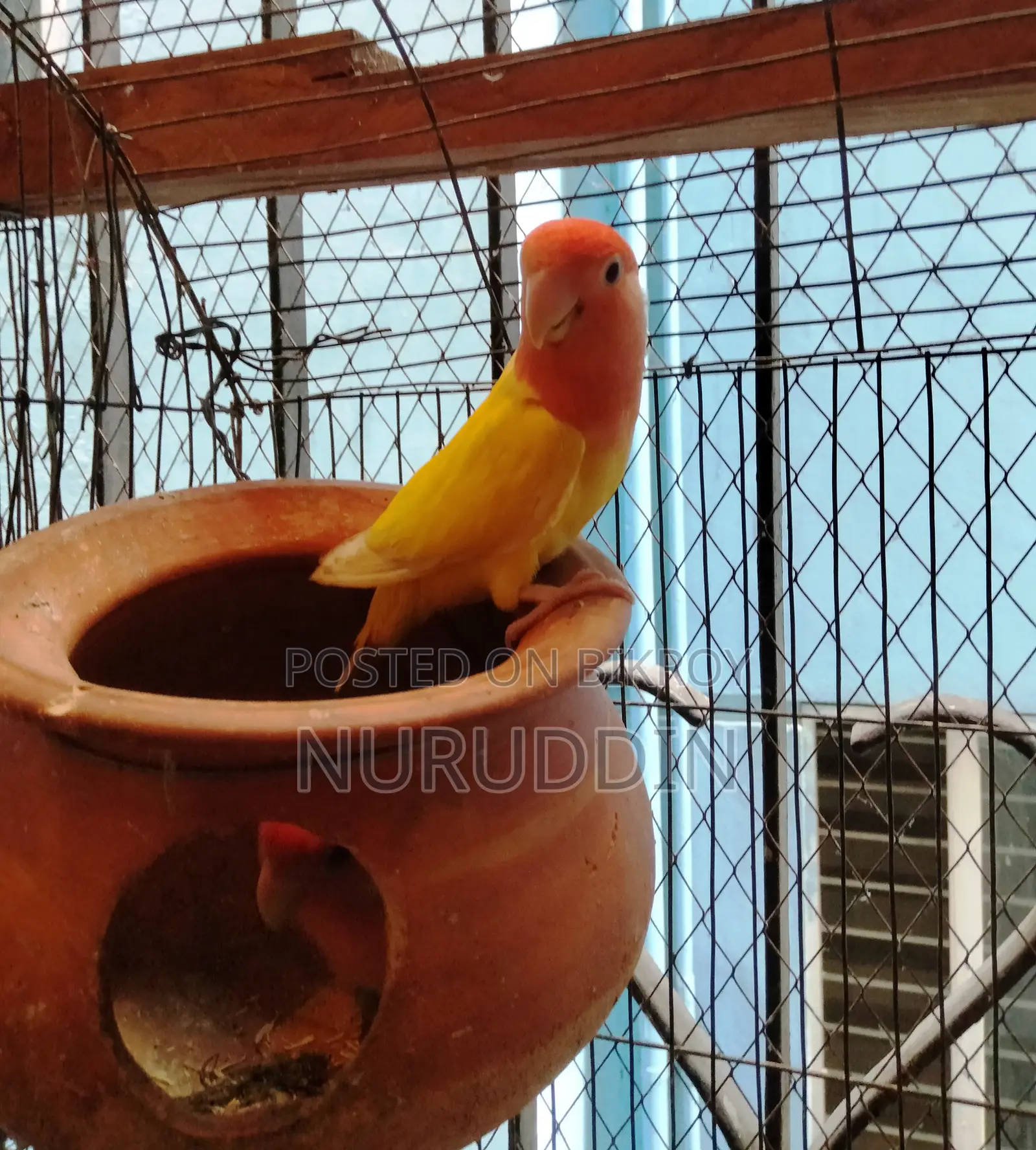 লাভ বার্ড মাস্টার পেয়ার
