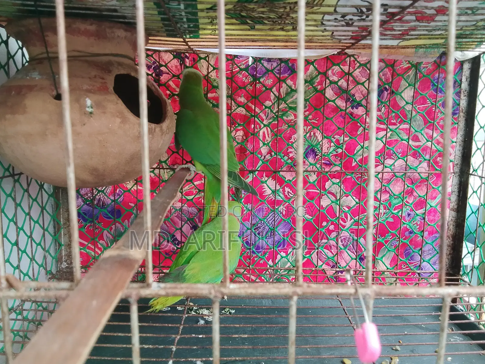 Ringneck Parrot