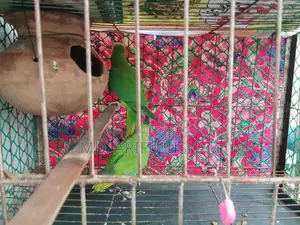 Ringneck Parrot