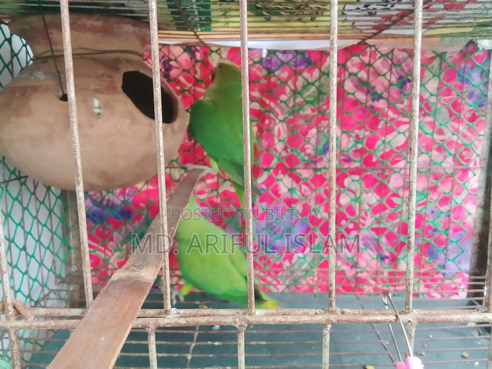 Ringneck Parrot