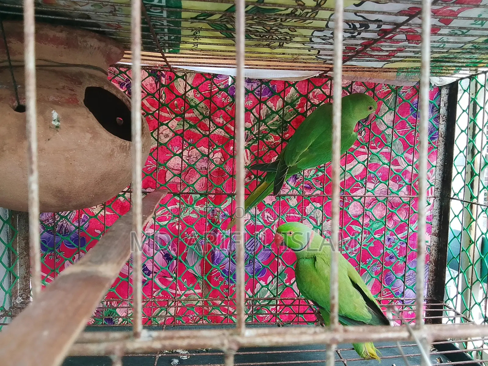 Ringneck Parrot