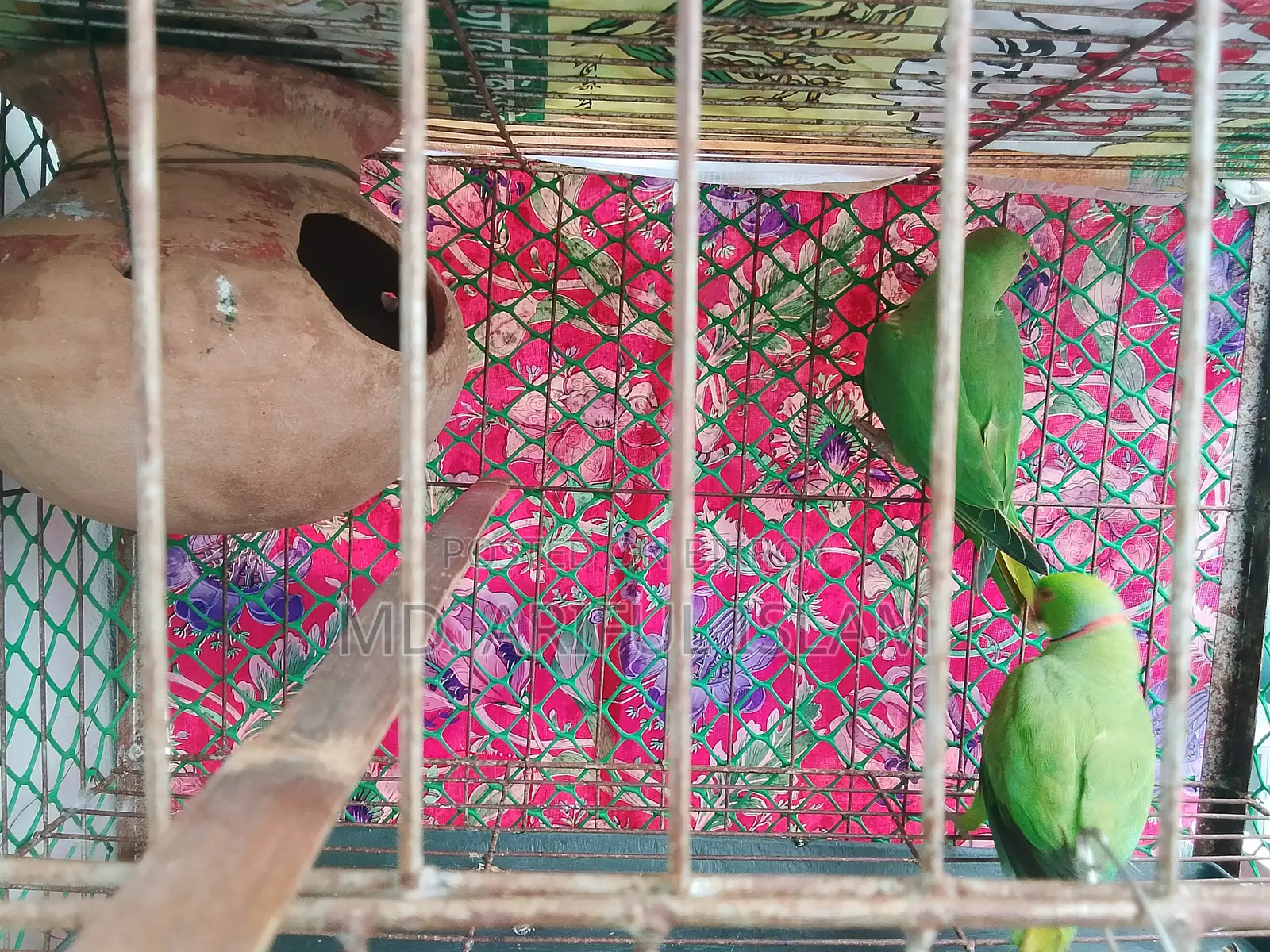 Ringneck Parrot