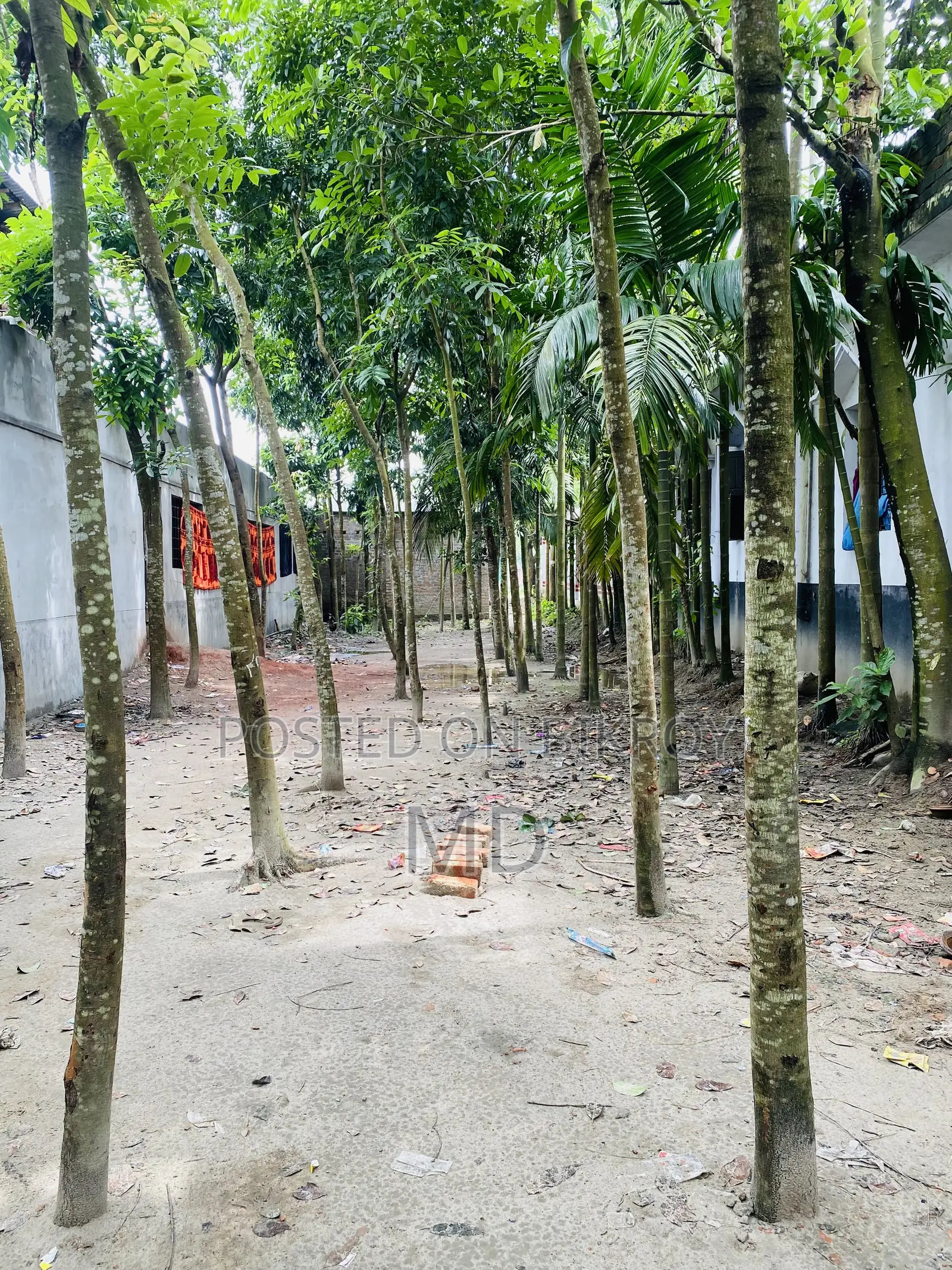 17.5 Decimal Land for Sale Right Beside the Road in Sonatola Baluyahat