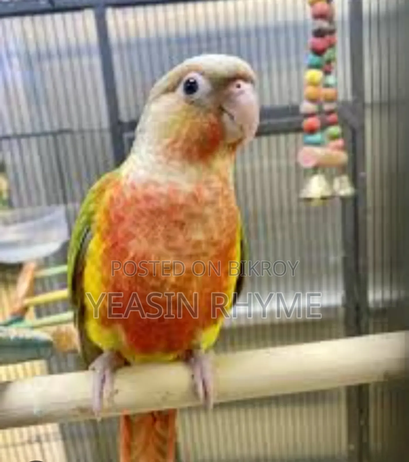 Bird For Sale