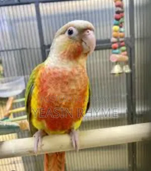 Bird For Sale