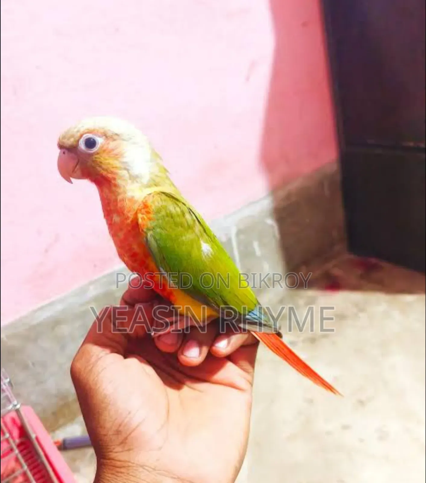 Bird For Sale