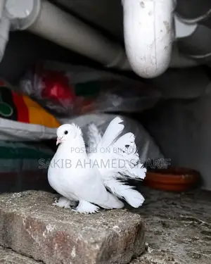 ইন্ডিয়ান ফ্যানটেইল কবুতর ময়ূরপঙ্খি কবুতর।লক্ষা কবুতর