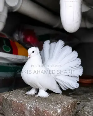 ইন্ডিয়ান ফ্যানটেইল কবুতর ময়ূরপঙ্খি কবুতর।লক্ষা কবুতর