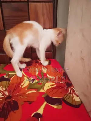 1-3 months Female Purebred Bengal