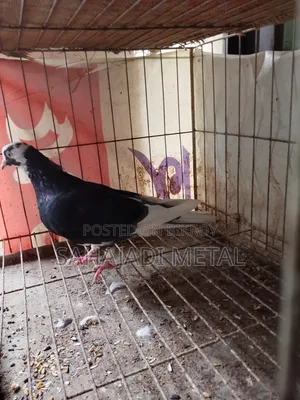A Running Gorra Female Pigeon