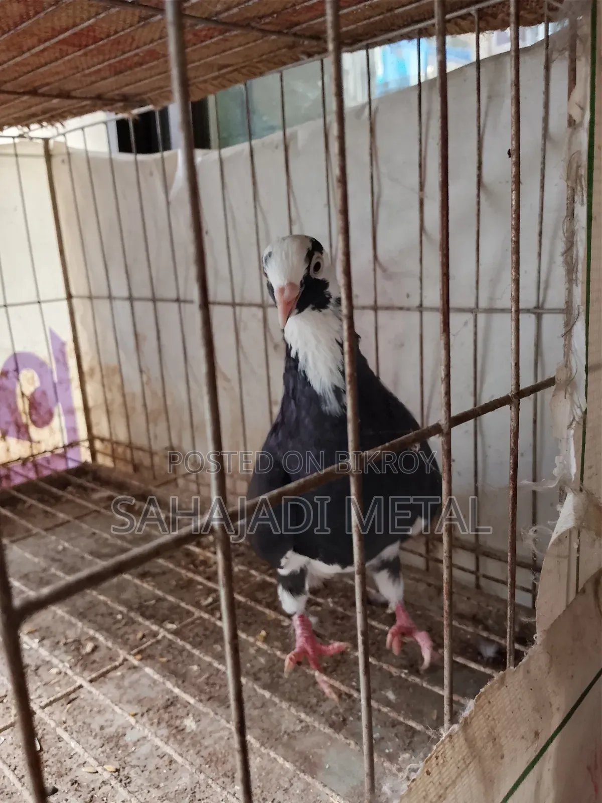A Running Gorra Female Pigeon