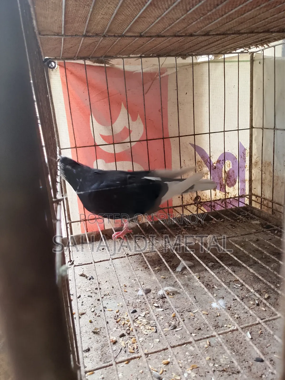 A Running Gorra Female Pigeon