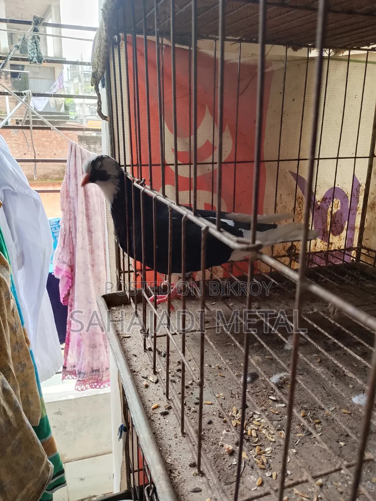 A Running Gorra Female Pigeon