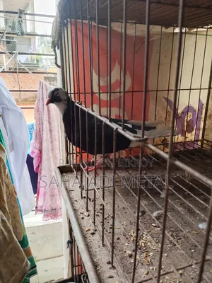 A Running Gorra Female Pigeon