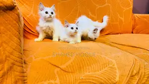 ১-৩ মাস বয়সী মহিলা বিশুদ্ধ পার্সিয়ান