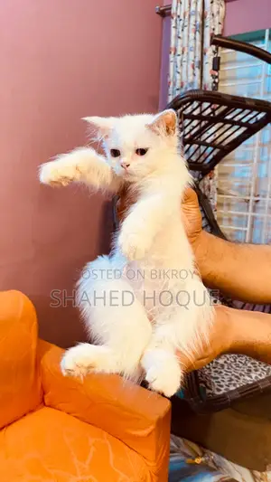১-৩ মাস বয়সী মহিলা বিশুদ্ধ পার্সিয়ান