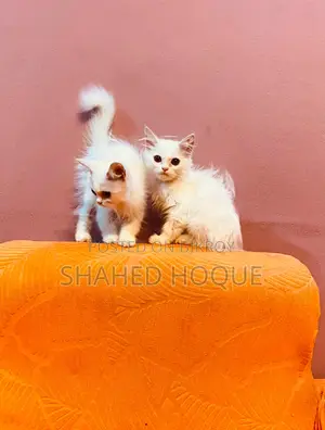 ১-৩ মাস বয়সী মহিলা বিশুদ্ধ পার্সিয়ান
